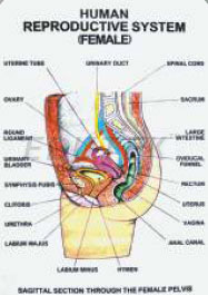 Human Reproduction Charts